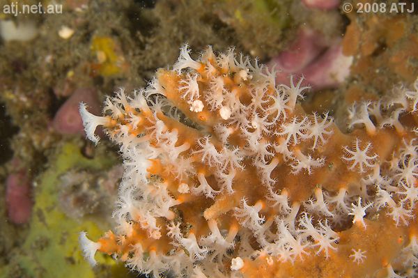 Soft coral, Carijoa sp.
