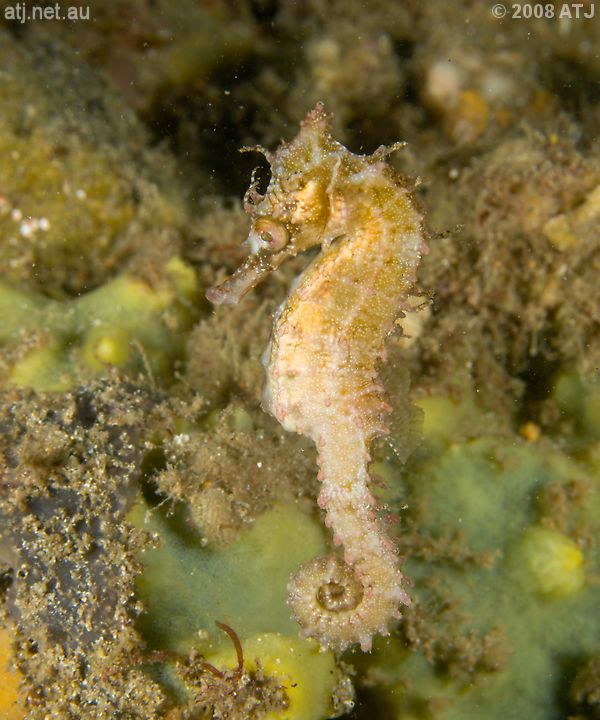 White's seahorse, Hippocampus whitei