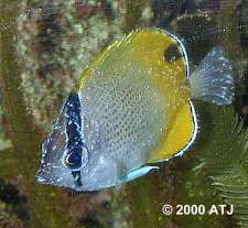 Chaetodon guentheri with Cryptocaryon infection