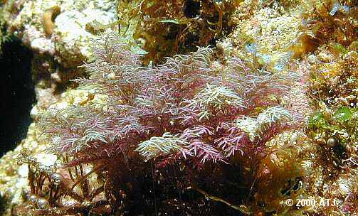 Red alga