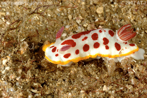 Nudibranch, Chromodoris splendida