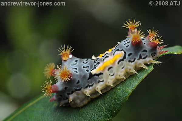 Cup moth caterpillar