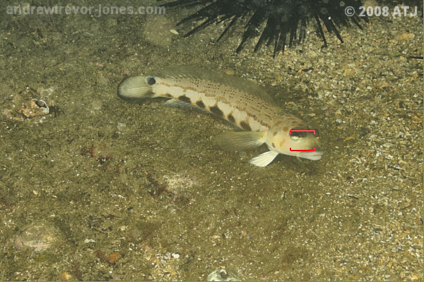 Spotted grubfish at Camp Cove