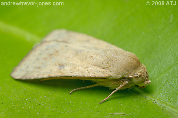 Native budworm, Helicoverpa sp