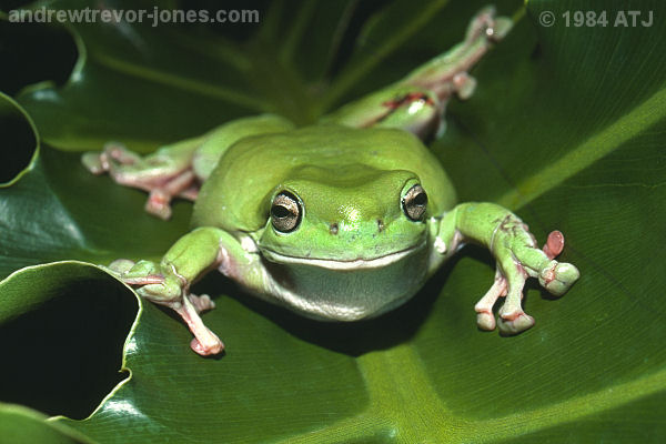 Green tree frog, Pelodryas caerulea