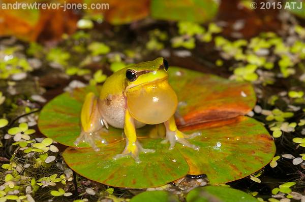 Dwarf Tree Frogs in the Backyard