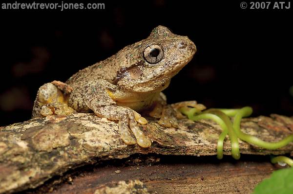 Peron's tree frog, Litoria peronii