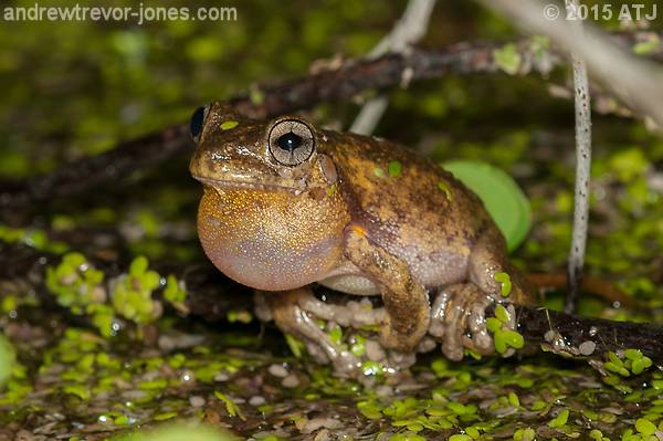 More Tree Frogs