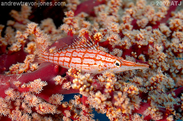 Longnose hawkfish, Oxycirrhites typus