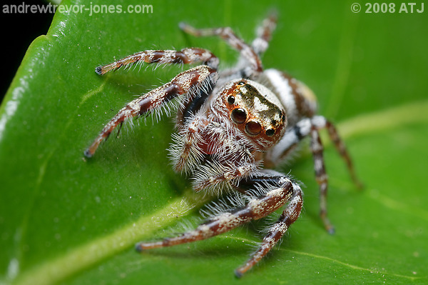 Garden jumping spider, Opisthoncus sp.