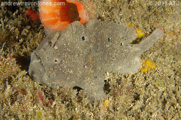 The Many Colours of Red-Fingered Anglerfish