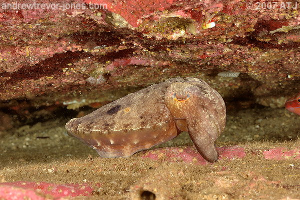 Reaper cuttlefish, Sepia mestus