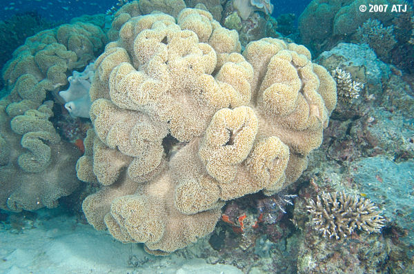 Soft coral, Sarcophyton sp., colonies. 6.7 m.