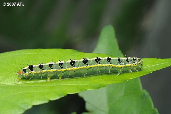 Transverse moth, Xanthodes transversa