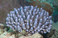 Acroporids