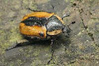 Beetles