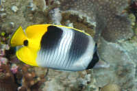 Butterflyfishes