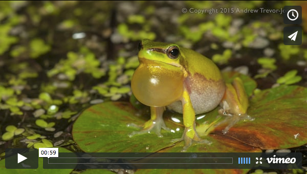 Calling Tree Frogs