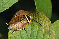 Cockroaches