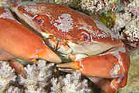 Crabs