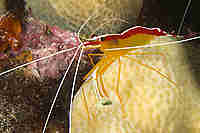 Crustaceans
