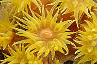 Dendrophylliids