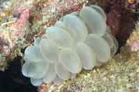 Euphyllids