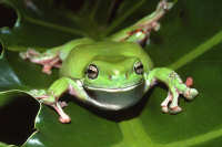 Frogs