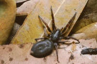 Lamponids