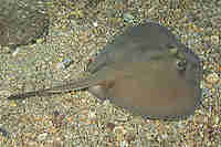 Rays