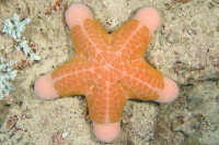 Sea Stars