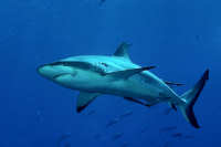 Sharks and Rays