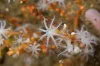 Soft Corals