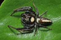 Spiders