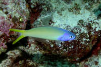 Tilefishes