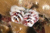 Worms